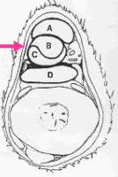 <p>¿De qué zona es este corte? y ¿cuáles son las estrucutras que se ven?</p>