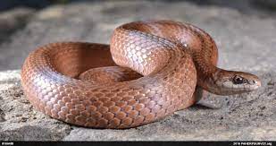 Mountain Earthsnake