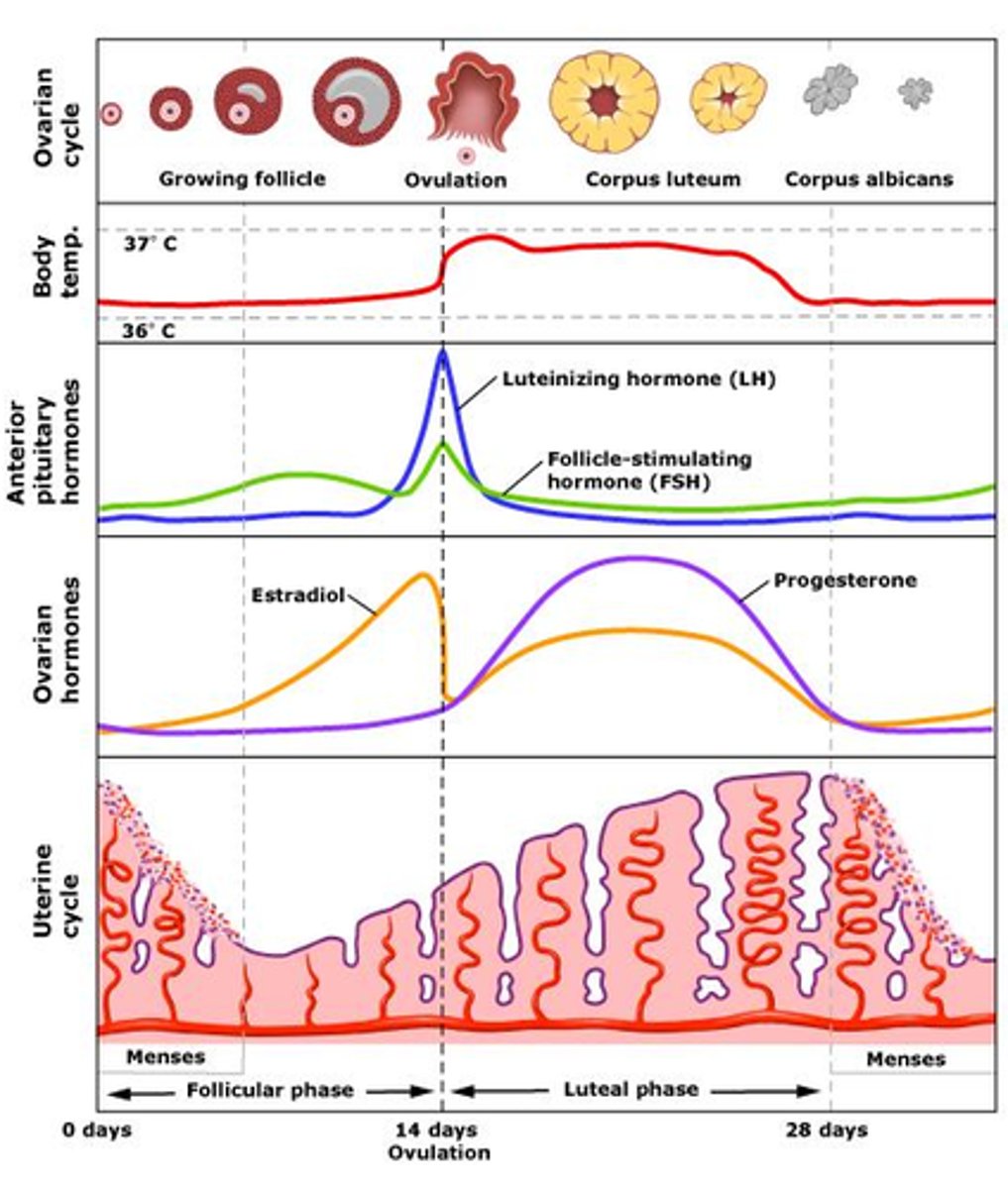 <p>- The monthly cycle in women that involves the development of the uterus lining, ovulation, maintenance of the uterus lining and its shedding</p>
