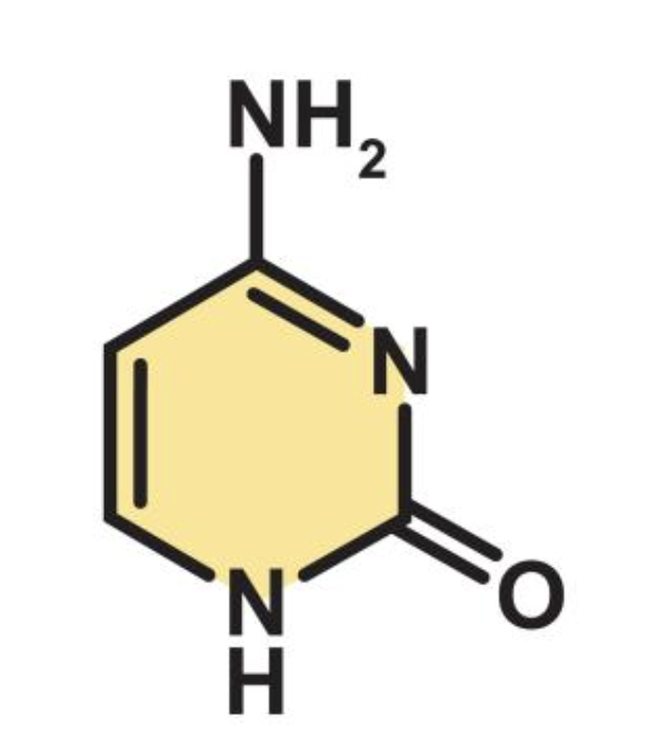 <p>pyrimidine</p>