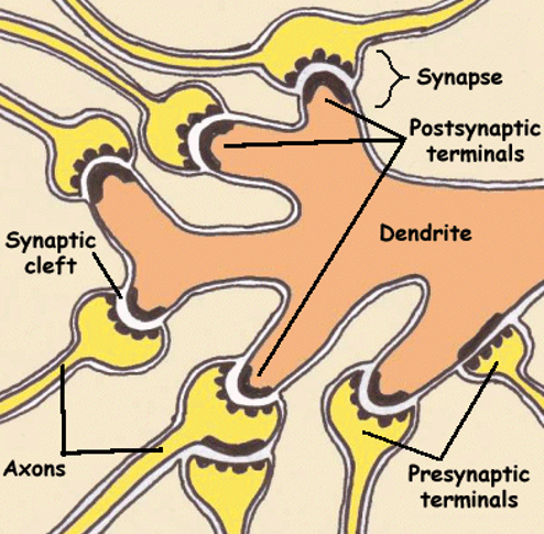 1. axons
2. dendrites
3. synaptic vesicles