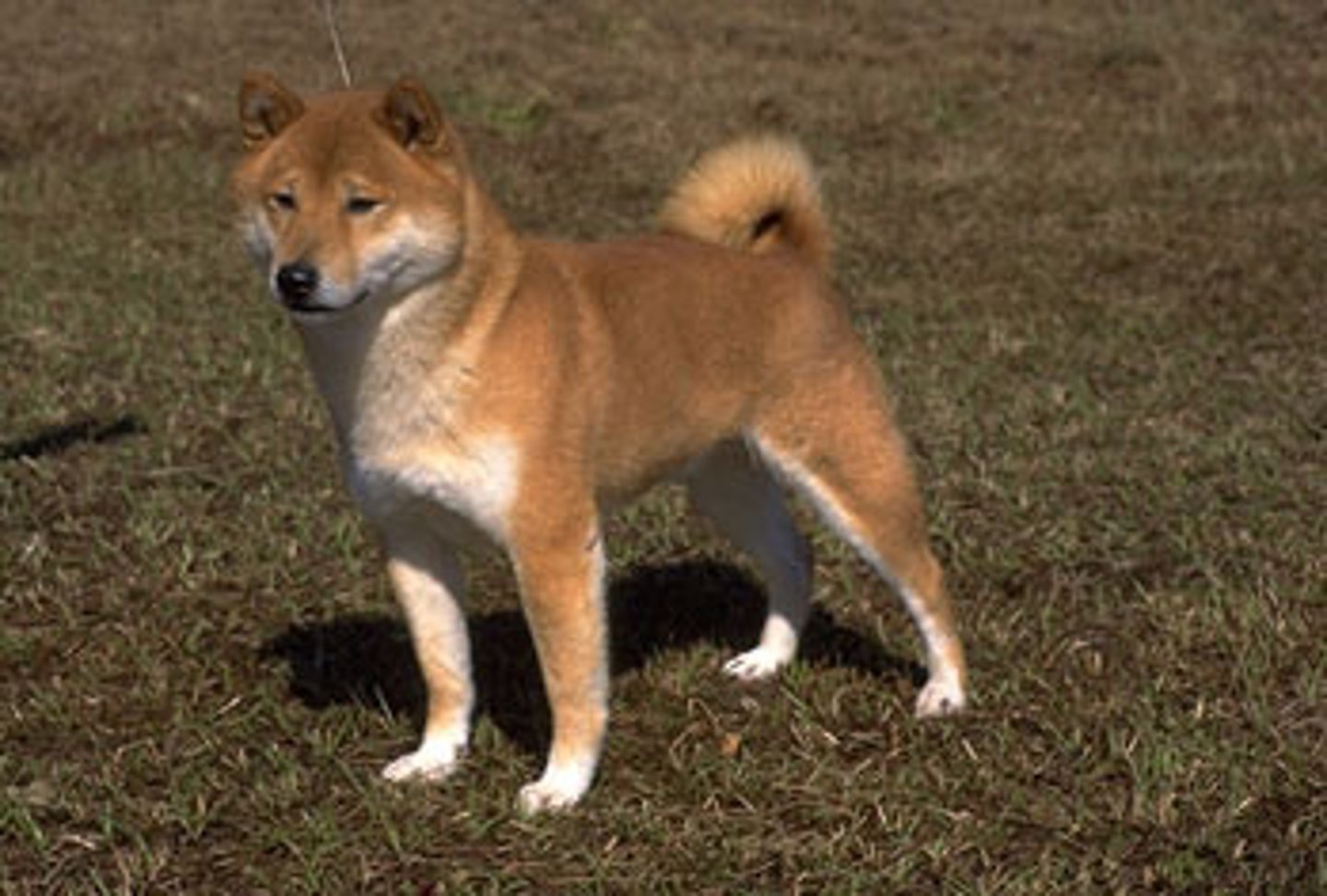 <p>いぬ</p>