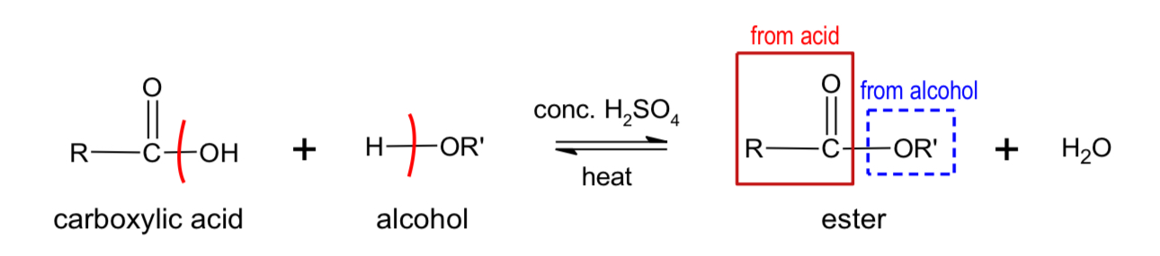 <p>What do alcohols form when reacting with carboxylic acid?</p>