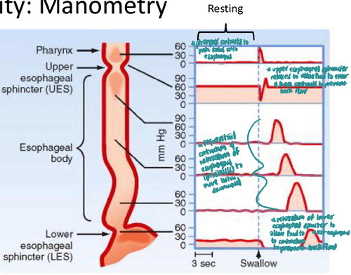 <p>measurement of pressures along the esophagus that can be used to diagnose esophageal motility disorders</p><p>-upper esophageal sphincter is high pressure at rest to prevent air from entering esophagus</p><p>-the esophageal body is low pressure at rest</p><p>-the lower esophageal sphincter is high pressure at rest of prevent contents of the stomach from refluxing</p>