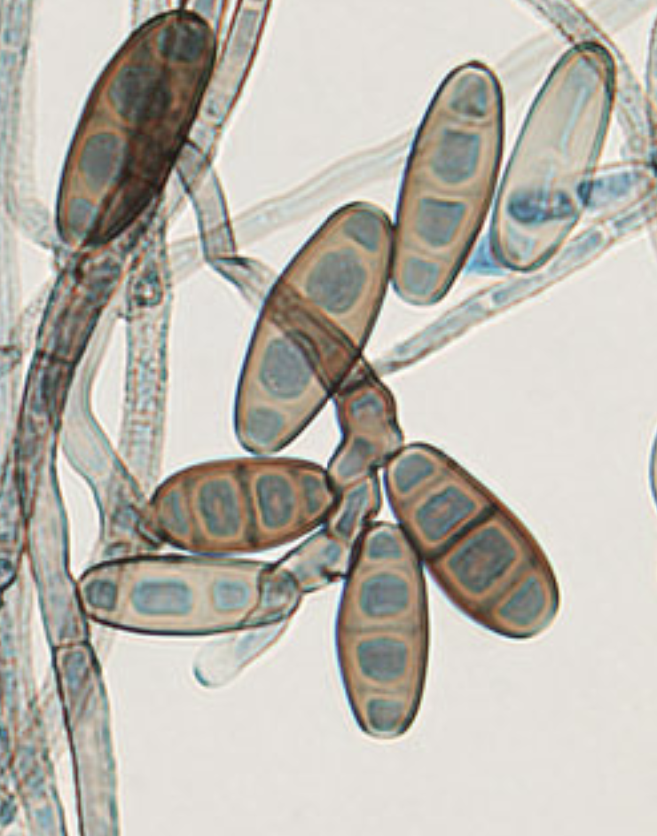 <p>What organism is this?</p>