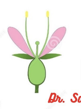 <p>What kind of ovary position is pictured?</p>