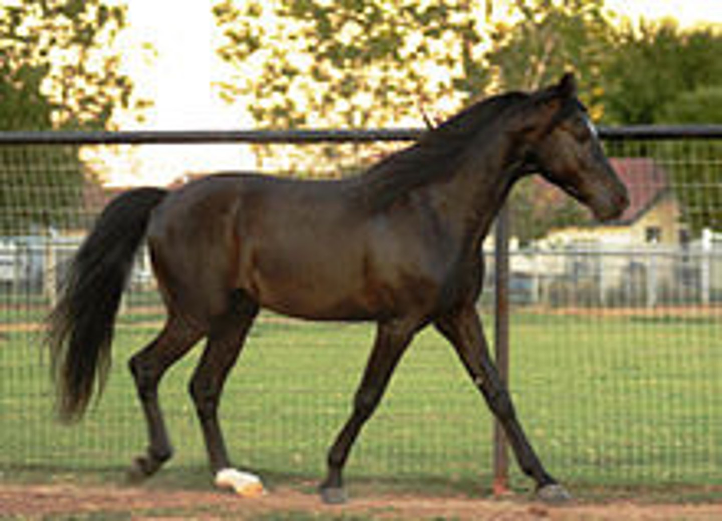 <p>this light breed horse has a natural gait also known as foxtrot</p>