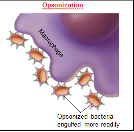 <ul><li><p>coating microorganisms or other particles w/ specific antibodies → recognized by phagocytes → engulfed/destroyed</p></li></ul><p></p>