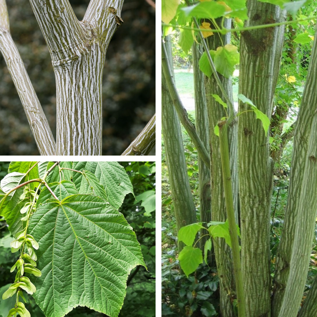 <p>Striped Maple:</p><p>Striped Bark!!!</p>