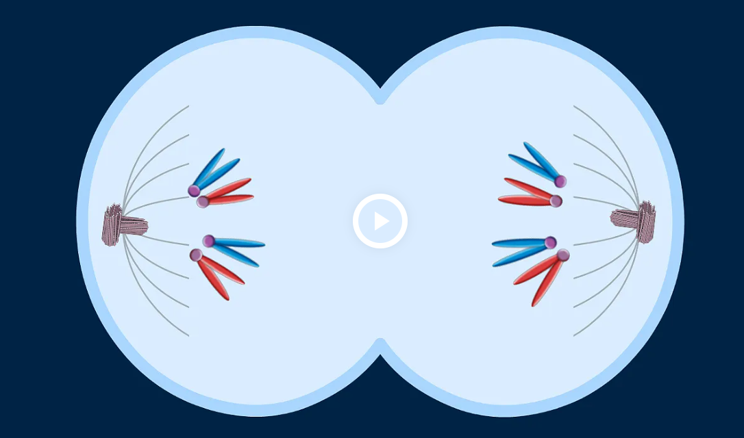 <p>Centromere divide to convert each sister chromatid into a chromosome</p>