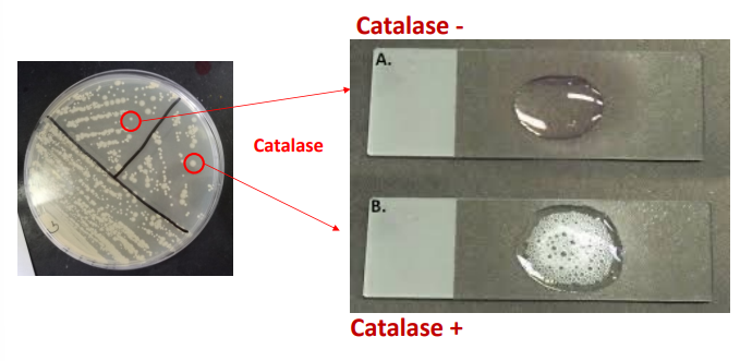 <p>É positivo para Staphylococcus e negativo Enterococcus.</p><p></p>