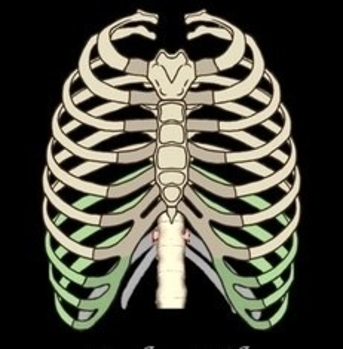 <p>Ribs 8-10, indirectly attached to sternum.</p>