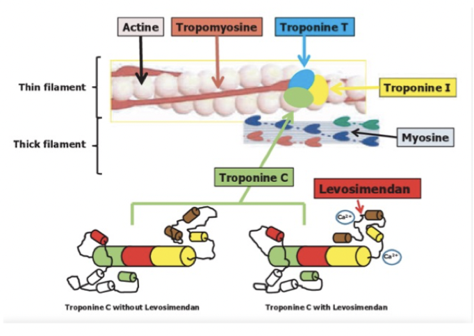 <p><u>Mekanism</u>: Binder <strong>troponin C</strong> vilket ökar komplexets känslighet för Ca<sup>2+</sup> → ökad kontraktionskraft. Öppnar kaliumkanaler i kärlens glatta muskulatur → vasodilatation → minskat afterload. </p><p><u>Fördel</u>: Ökar inte intracellulär koncentration av Ca<sup>2+</sup> → <strong>ingen arytmi</strong>. Ges IV vid <strong>akut hjärtsvikt.</strong> </p>