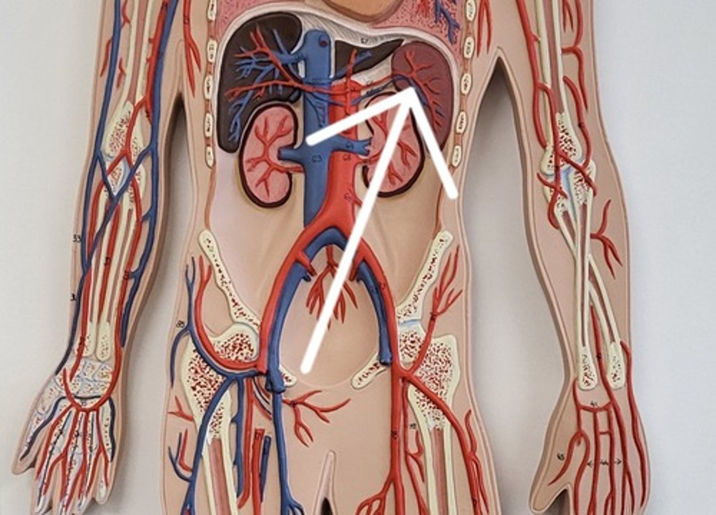 <p>Identify the Structure (BLUE)</p>