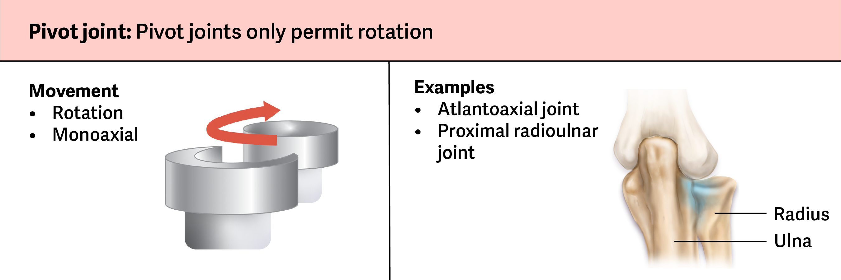 <ul><li><p>The <span><strong><span>atlantoaxial joint</span></strong></span>, found between the C1 (atlas) and C2 (axis) vertebrae. The upward projecting dens of the axis articulates with the inner aspect of the atlas, where it is held in place by a ligament. Rotation at this joint allows turning of the head from side to side.</p></li><li><p><span><span>The </span><strong><span>proximal radioulnar joint</span></strong><span>. The head of the radius is largely encircled by a ligament that holds it in place as it articulates with the radial notch of the ulna. Rotation of the radius allows for supination and pronation.</span></span></p></li></ul><p></p>