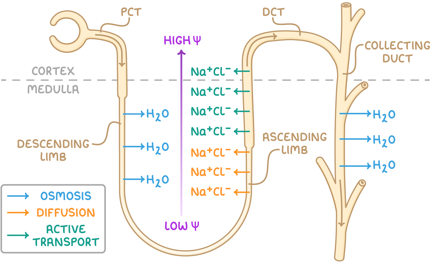 <ol><li><p>Active transport of Na+ and Cl- out of ascending limb.</p></li><li><p>Water potential of interstitial fluid decreases </p></li><li><p>Osmosis of water out of descending limb (ascending limb is impermeable to water) </p></li><li><p>Water potential of filtrate decreases going down descending limn: lowest in medullary region, highest at top of ascending limb </p></li></ol>