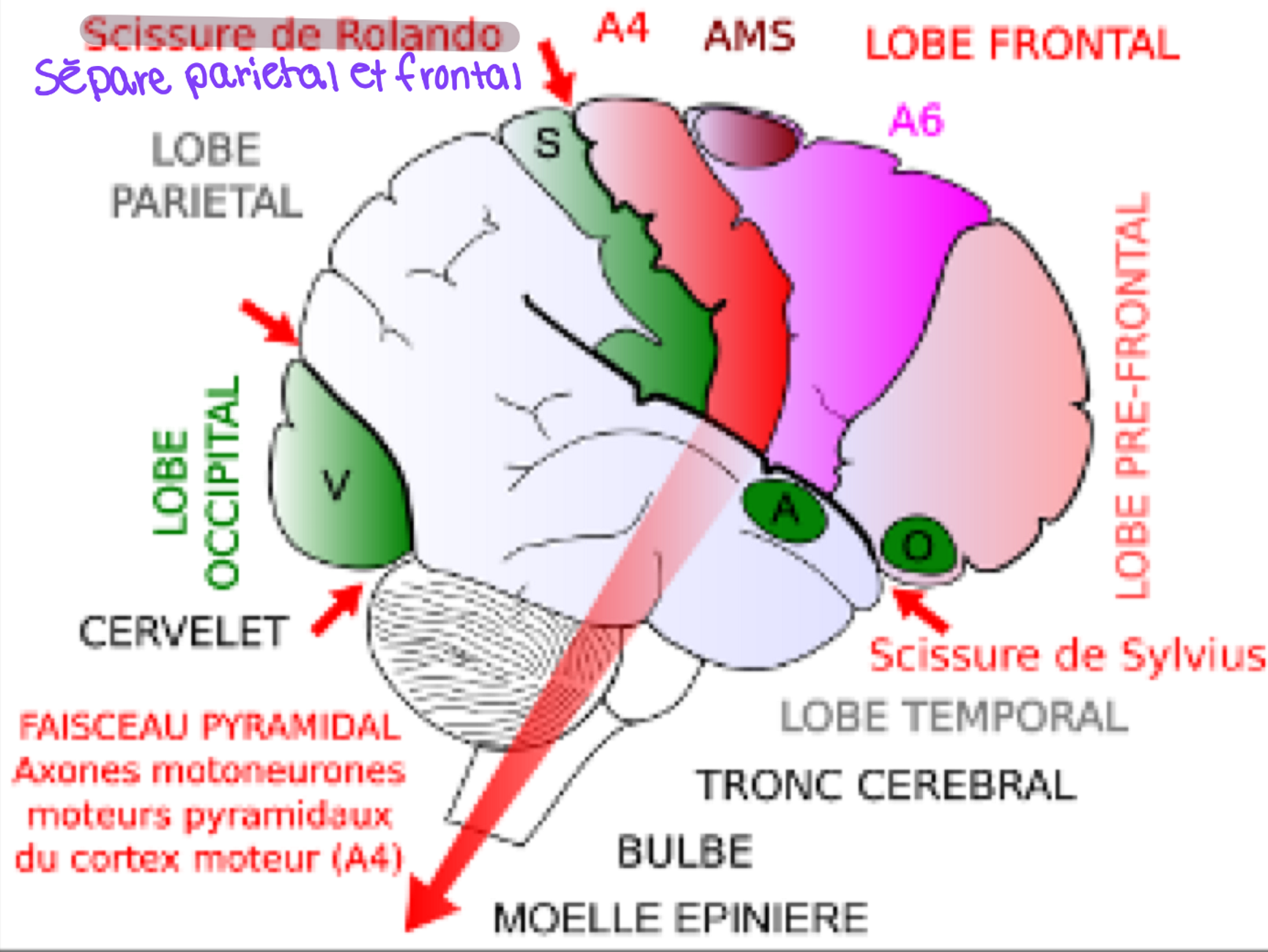 <p>Dans le lobe pariétal, derrière la scissure de Rolando</p>