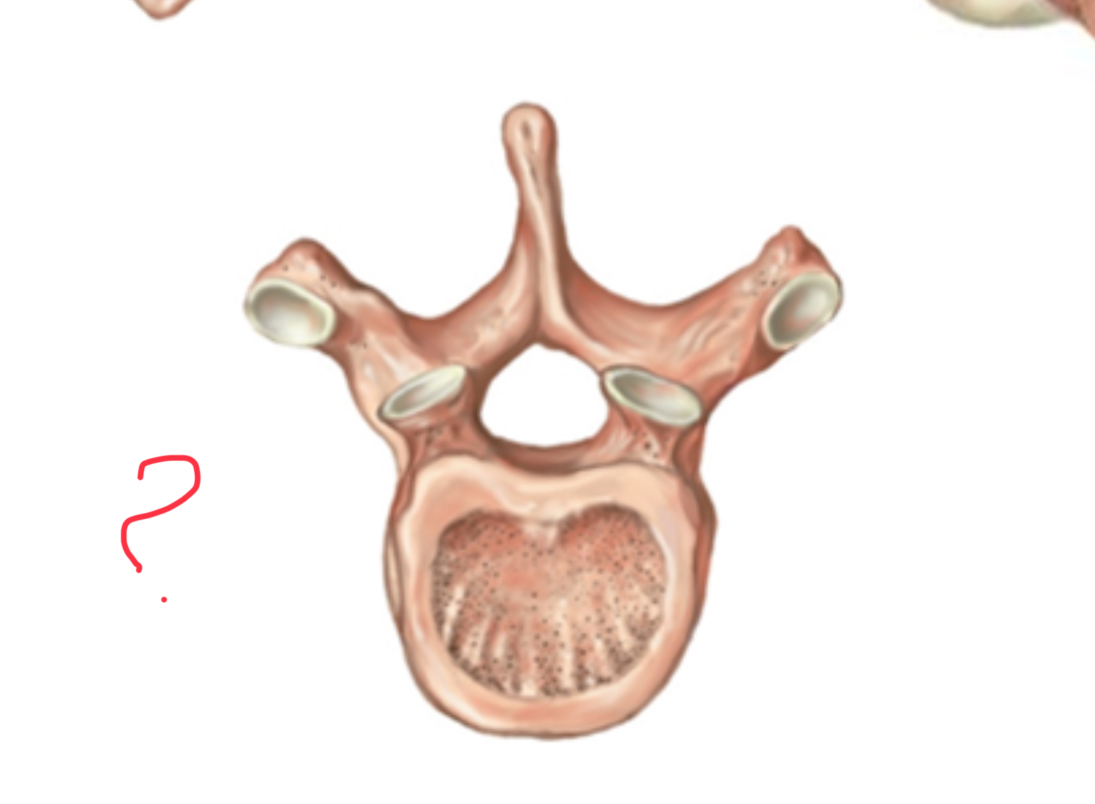<p>Thoracic vertebrae- 12</p>