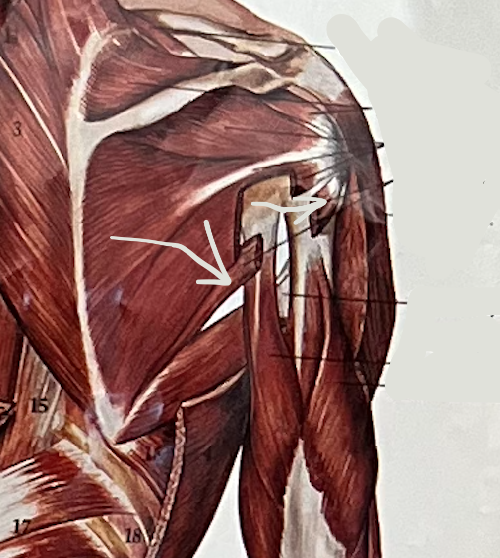 what muscle?