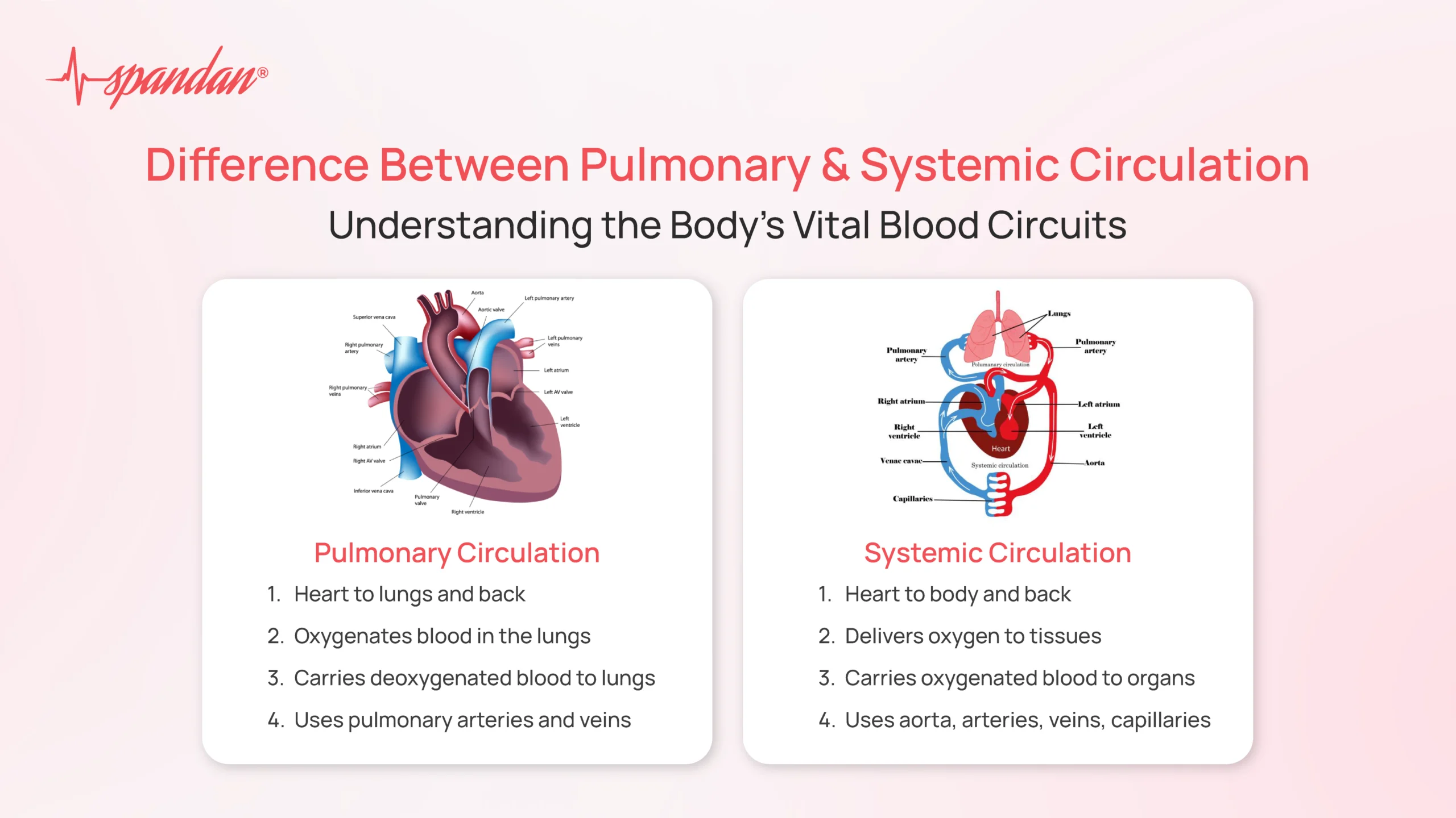 <p>The hearts’ systemic & pulmonary pumps creates the _____/_____ of the blood.</p>