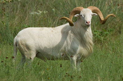 <p>Genetically traces back to Barbados</p><p>has rambouillet genetics</p><p>light in colors &amp; large horns (horns long like UT Cattle)</p><p>marketed for hunting</p>