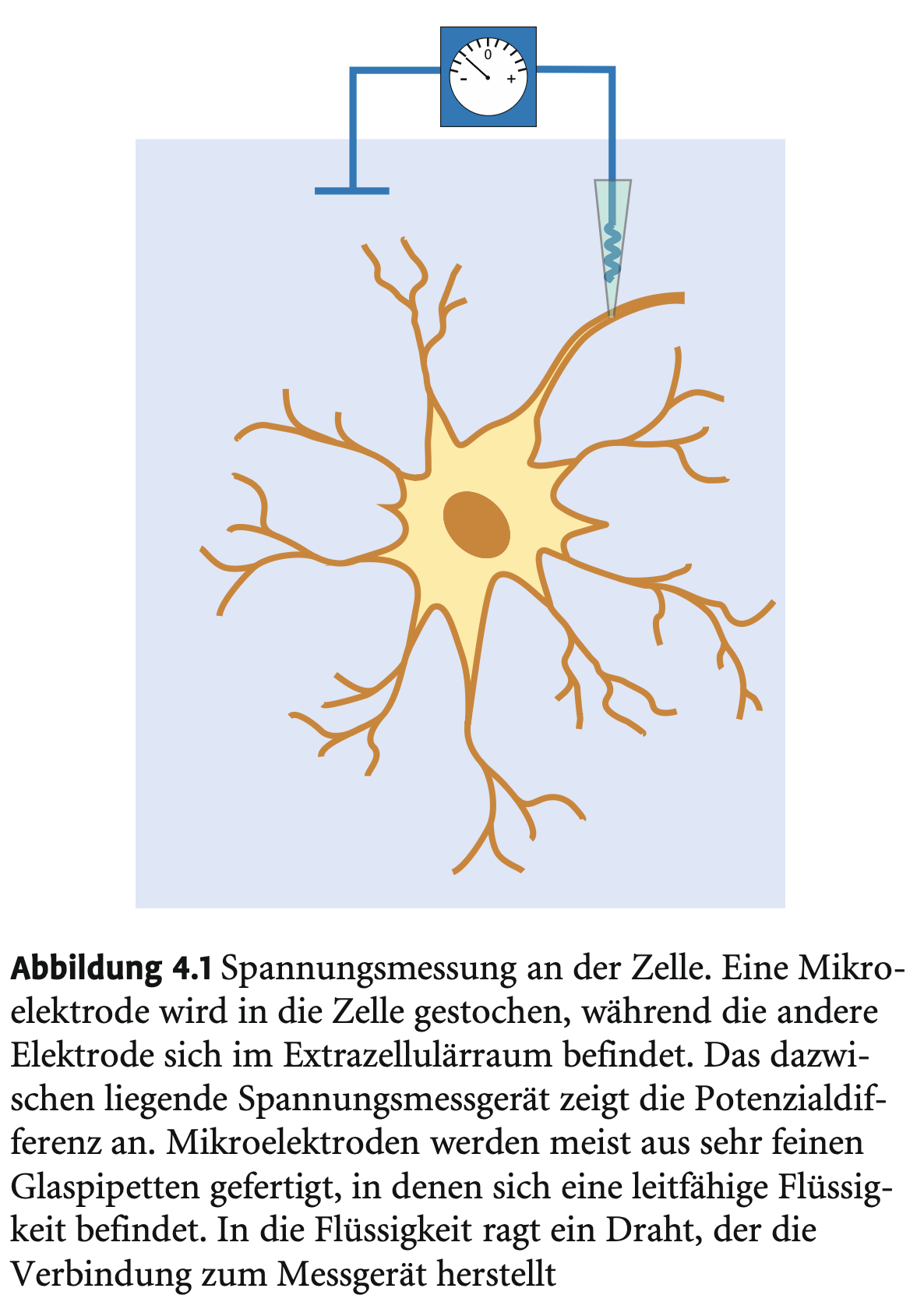 <p>→ Mit <strong>Mikroelektroden</strong> (feine, spitz zulaufende Glaspipetten, gefüllt mit leitfähiger Lösung): eine in der Zelle, eine außen, verbunden mit Spannungsmessgerät.</p>