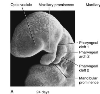 <p>maxillary prominence- associated with the maxillary cartilage and gives rise to the maxilla, zygomatic and the squamous part of temporal bone</p><p>mandibular prominence- associated with Meckel’s cartilage and gives rise to the mandible</p>