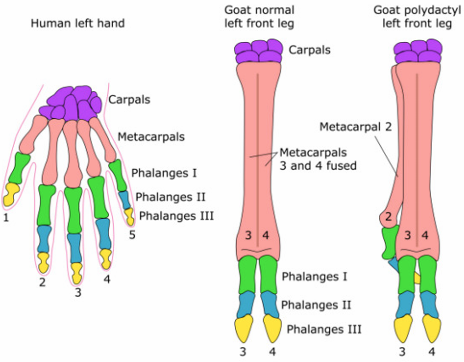 <p>Compared to humans</p>