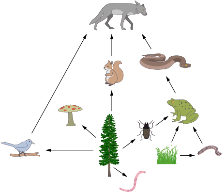 <p>Food webs </p>