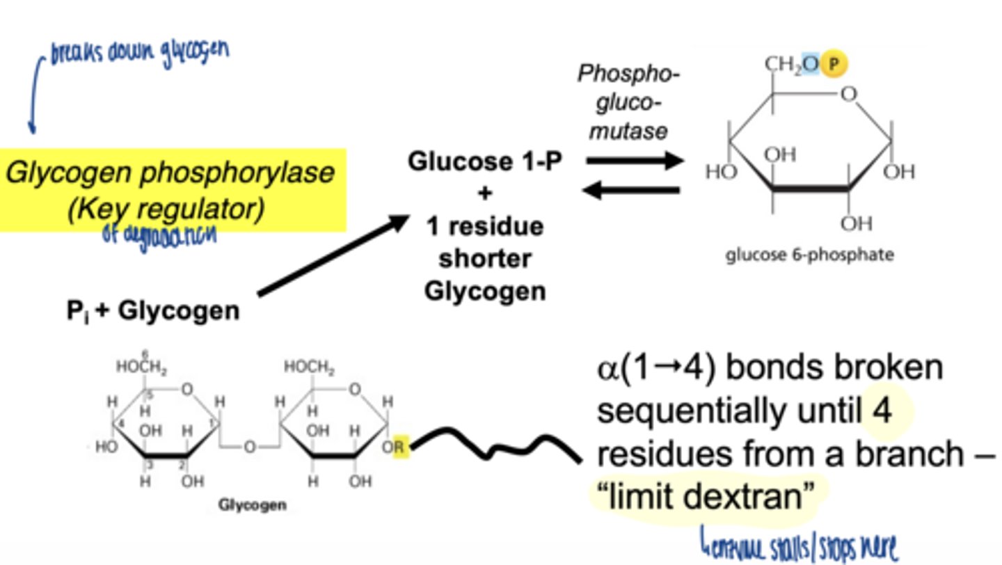 <p>glycogen phosphorylase</p>
