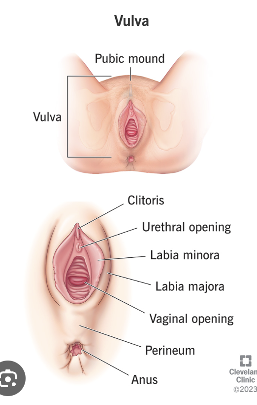 <p>The <span style="color: blue;"><strong>external part</strong></span><strong> </strong>of the <span style="color: blue;"><strong>vulva</strong></span><strong> </strong>forming its <span style="color: blue;"><strong>vertical opening</strong></span></p>