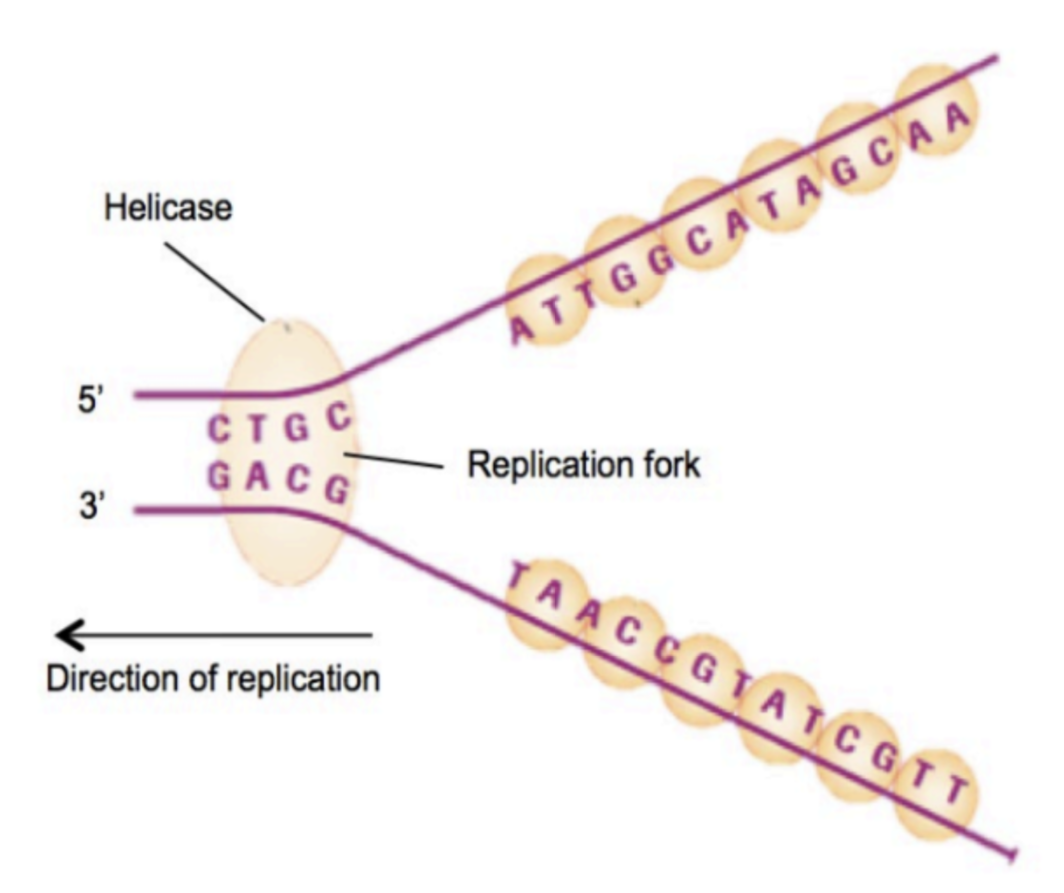 <ul><li><p><strong>Helicase</strong> unwinds the double helix by breaking the <strong>hydrogen bonds</strong> between complementary base pairs in the<strong> parental strands</strong></p></li></ul><ul><li><p>Each parental strand is the template for the synthesis of new DNA</p></li></ul><p></p>