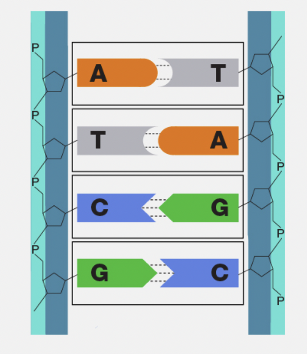 <p>Base Pairing Rule</p>