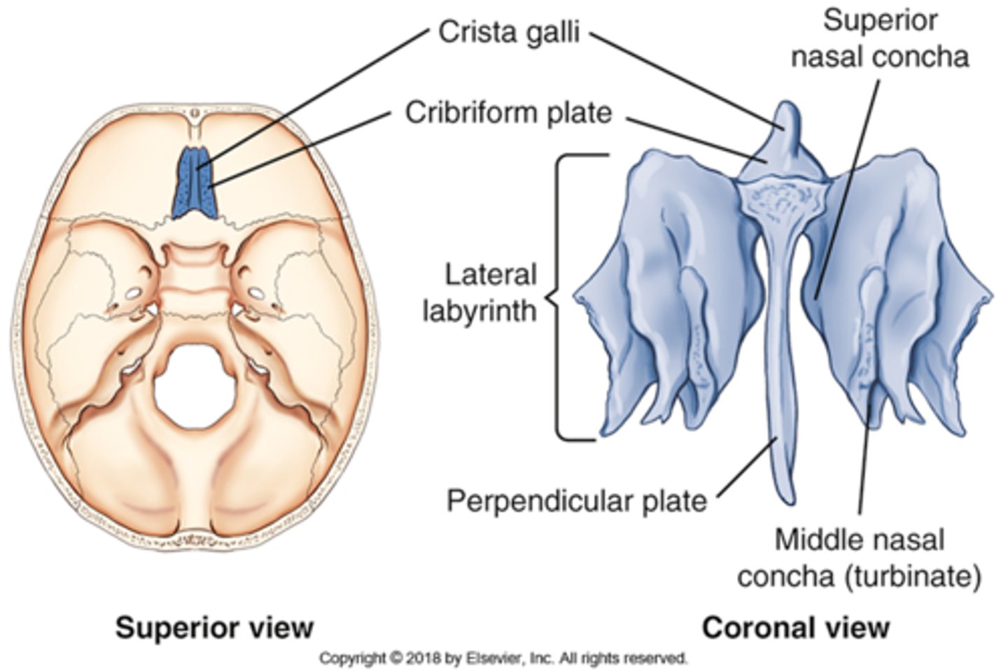 <p>A) Ethmoid</p><p>pg. 382: contains the superior and middle nasal conchae</p>