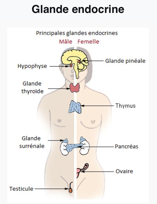 <p>Pinéale ou épi phys</p><p>Pituitaire ou hypophyse</p><p>Thyroïde</p><p>Parathyroïde ( situé sur la thyroïde ) </p><p>Surrénales</p><p>Pancréas ou Îlots de Langerhans</p><p>Ovaire</p><p>Testicule</p>