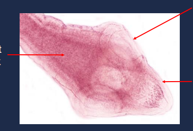 State the name of the lower right portion of the picture.