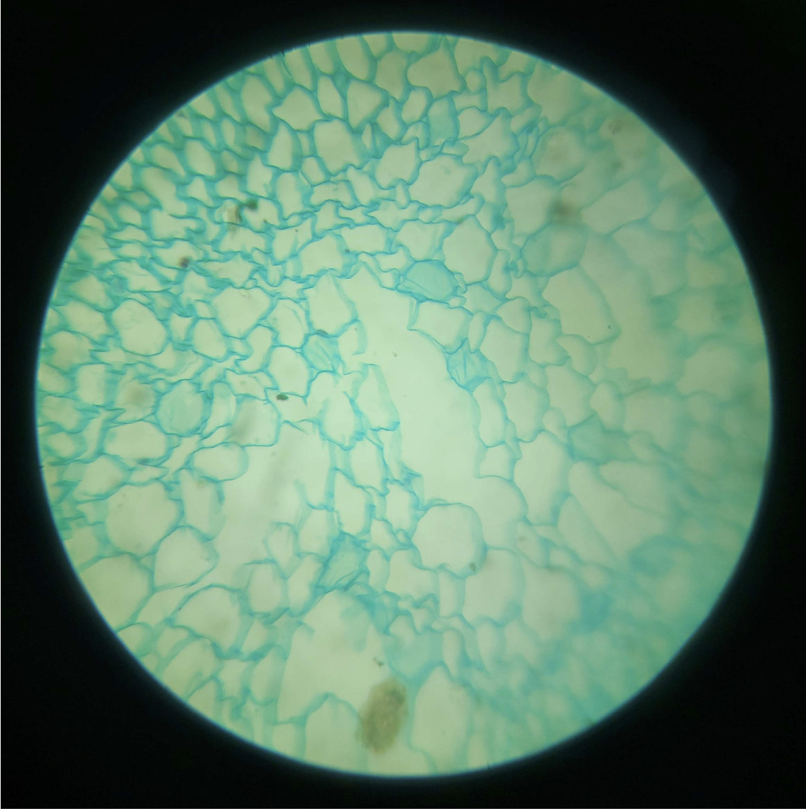 <p>Tissue</p>