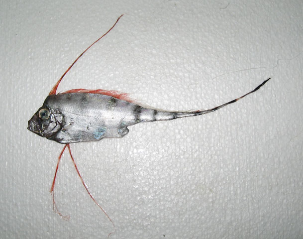 <p>Trachipteridae (ribbon fishes)</p>