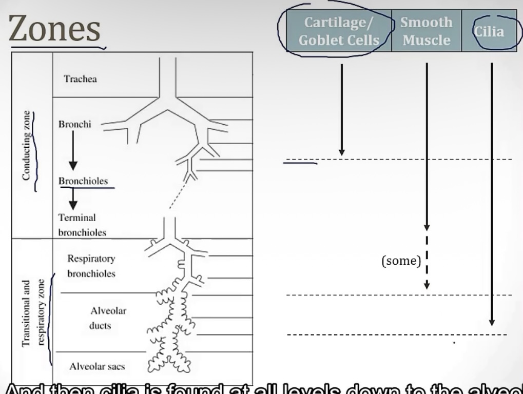 <p>-no</p><p>-lobular—&gt;terminal—&gt;respiratory(feeds alveoli)</p>