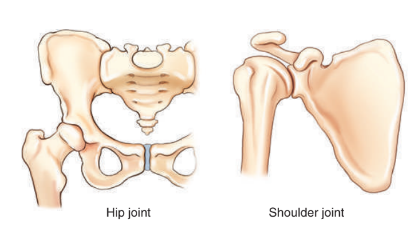 <ul><li><p>hip joint</p></li><li><p>shoulder joint</p></li></ul><p></p>