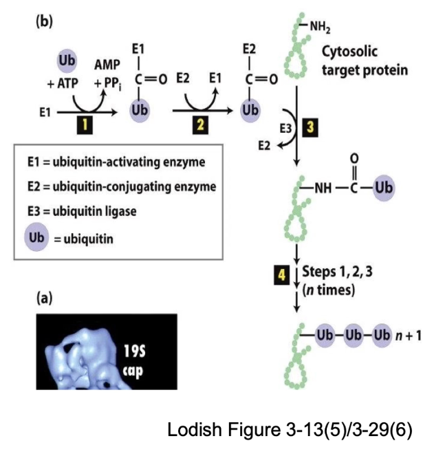 <ul><li><p class=""><strong>E1 (Ubiquitin-activating enzyme):</strong> Uses ATP to activate and bind free ubiquitin.</p></li><li><p class=""><strong>E2 (Ubiquitin-conjugating enzyme):</strong> Carries ubiquitin and helps transfer it.</p></li><li><p class=""><strong>E3 (Ubiquitin ligase):</strong> Recognizes specific target protein and attaches ubiquitin to lysine side chain.</p><ul><li><p class=""><strong>E3 gives specificity</strong> to the degradation process.</p></li></ul></li></ul><p class=""></p><p class=""><strong><u>Steps:</u></strong></p><ol><li><p class=""><strong>E1 binds ubiquitin</strong> using energy from <strong>ATP hydrolysis</strong>. Forms a <strong>high-energy E1~Ub complex</strong>.</p></li></ol><ol start="2"><li><p class=""><strong>Ubiquitin is transferred from E1 to E2</strong> (ubiquitin-conjugating enzyme).</p></li><li><p class=""><strong>E3 ligase binds to a specific target protein</strong>. E3 interacts with E2 to <strong>transfer ubiquitin to the target protein</strong>.</p></li><li><p class=""><strong>Polyubiquitination</strong>: Multiple ubiquitins added → marks protein for degradation</p></li></ol><p></p>