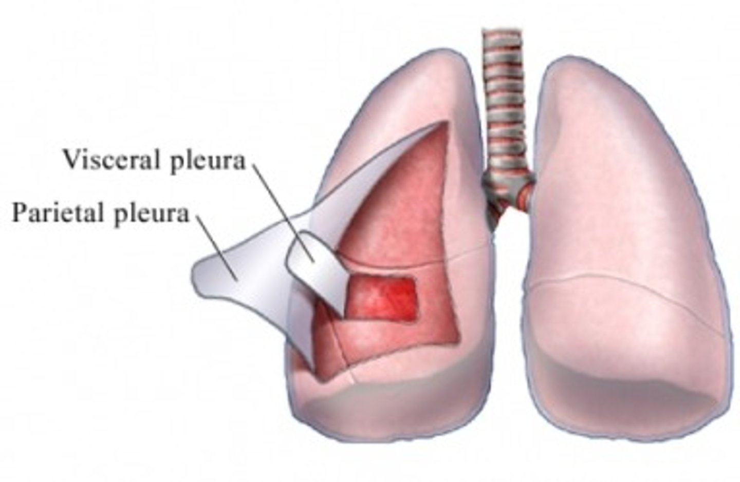 <p>Visceral pleura</p>