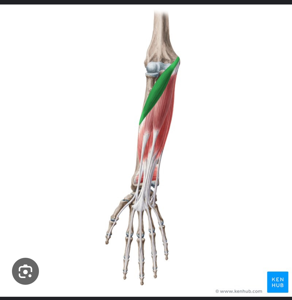 <p>What action does the Pronator Teres perform?</p>
