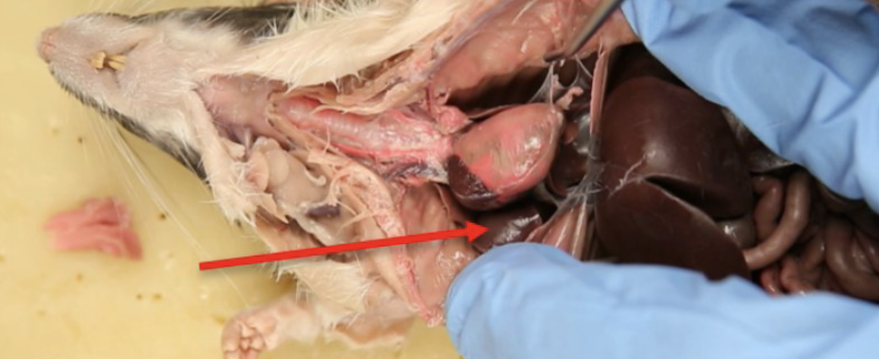 <p>What is this?</p>