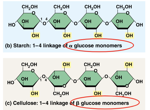 <ul><li><p>Linkages in two polymers differ w/ slightly different ring structures for glucose</p><ul><li><p>When glucose forms a ring, hydroxyl group attached to the number 1 carbon is positioned either below or above the plane of the ring</p></li><li><p>The two rings for the glucose are called alpha and beta, respectively.</p></li></ul></li><li><p>Starch’s glucose are in the alpha configuration, and cellulose’s glucose are in the beta configuration, making ever glucose monomer “upside down”</p></li></ul><p></p>