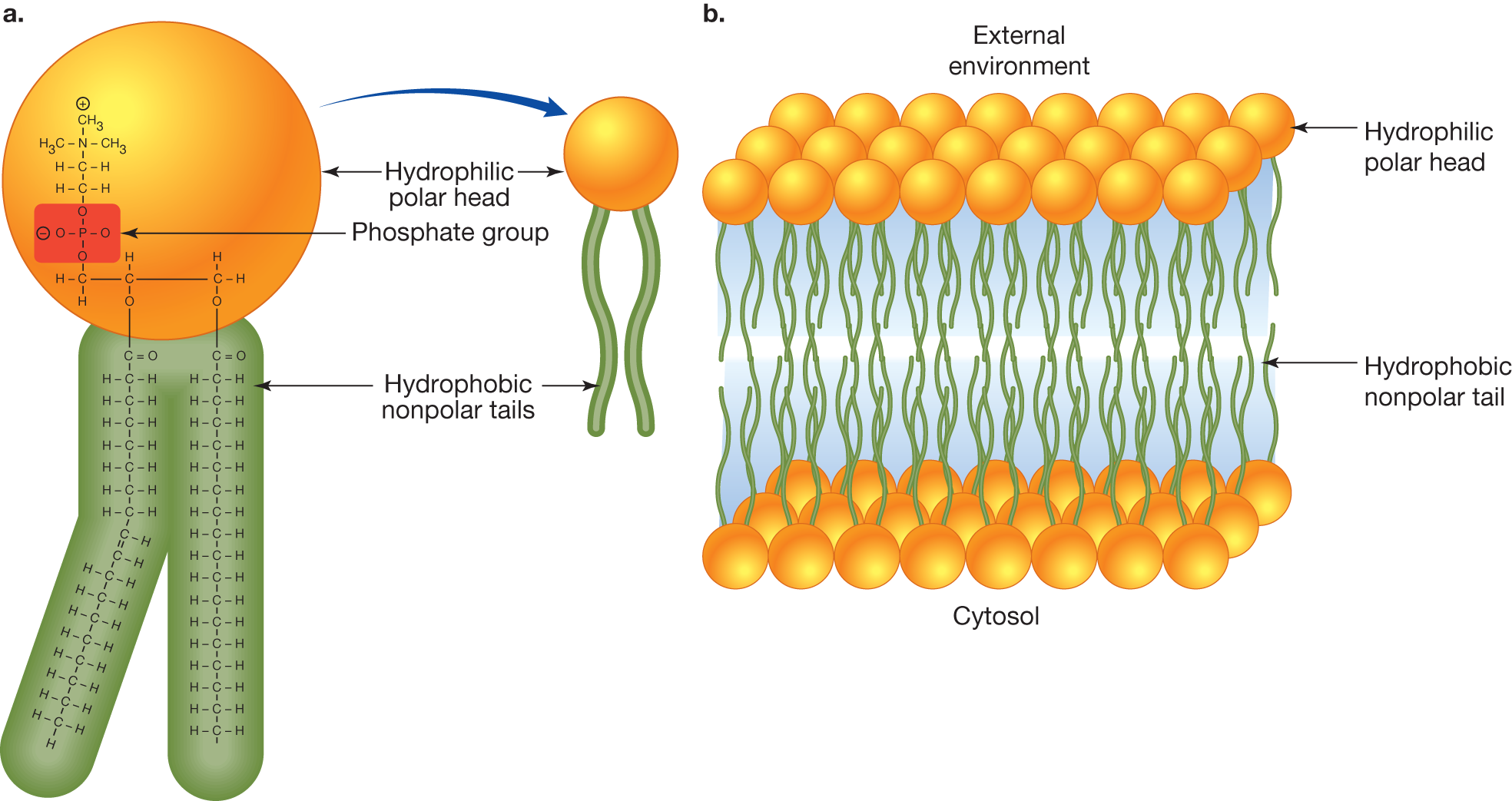 <p><strong>Phospholipid structure</strong></p>