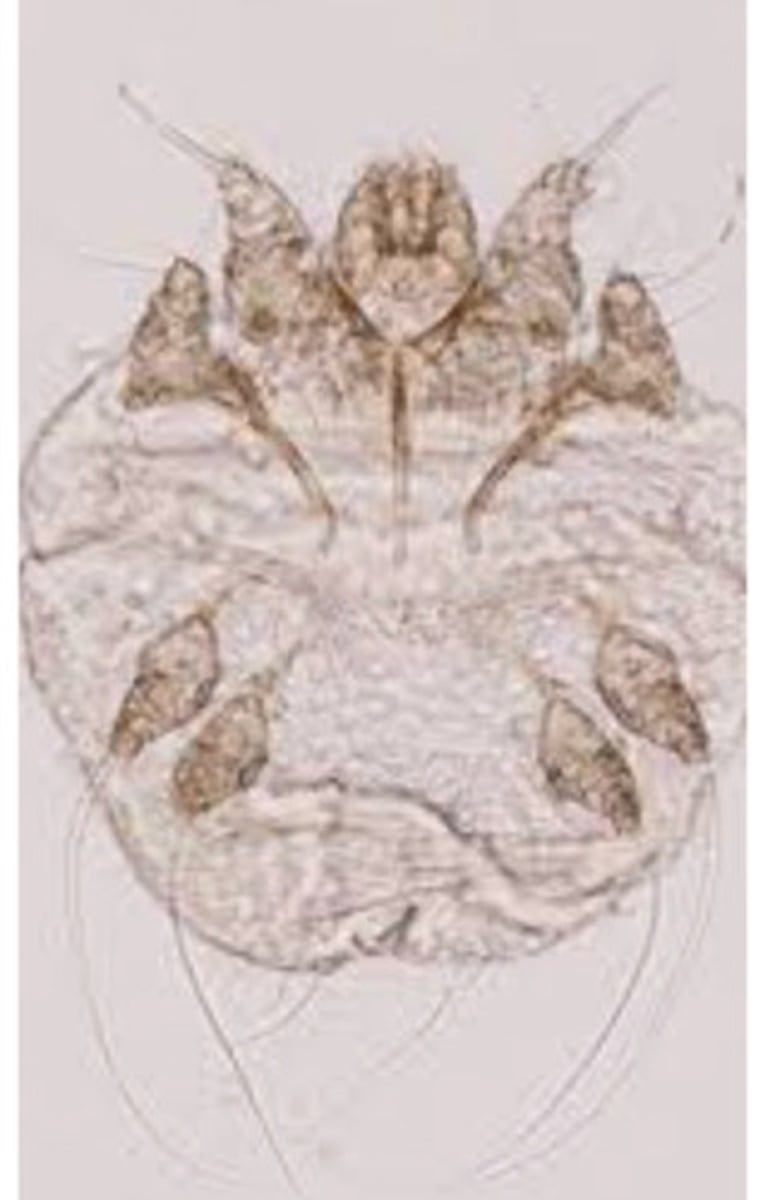 <p>What is this, found on the head, neck and shoulders?</p><p>a. psoroptic mange</p><p>b. chorioptic mange</p><p>c. sarcoptic mange</p>