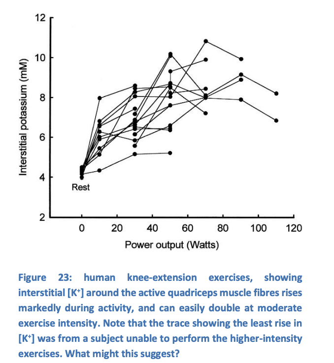<ol><li><p><strong>hyperpolarises</strong> arteriolar smooth muscle</p></li><li><p>this closes voltage-gated Ca2+ channels</p></li><li><p>relaxes the muscle</p></li></ol><p></p>