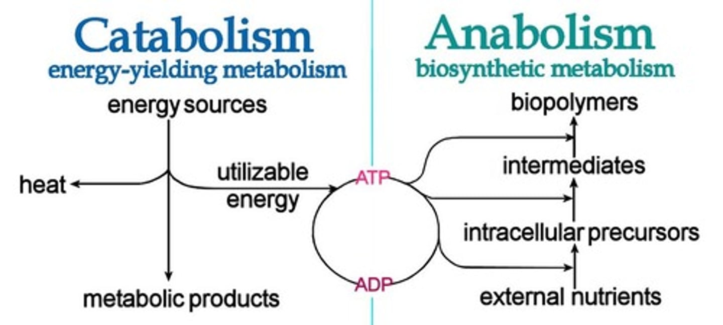 <p>Both catabolism and anabolism are important steps in metabolism. Catabolism is the breaking down/digestion of macromolecules, whereas anabolism is the building of macromolecules in the correct configuration for the body to use.</p>