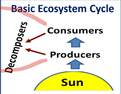 <p>Where are microbes found in this cycle?</p>